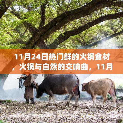 11月24日热门鲜的火锅食材，火锅与自然的交响曲，11月24日的火锅之旅，寻找内心的宁静