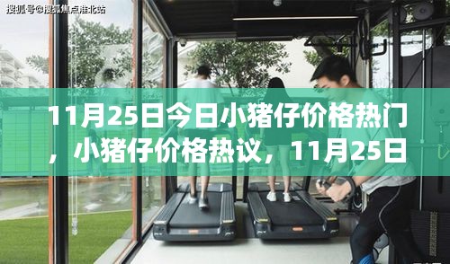 11月25日小猪仔价格热议，观察与思考