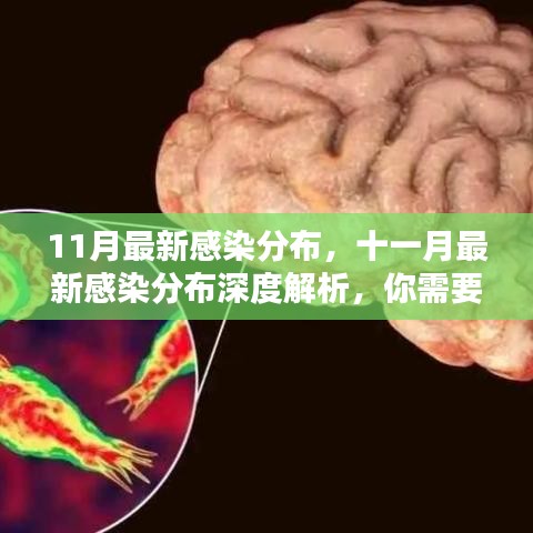 十一月最新感染分布深度解析，全面解读疫情最新动态