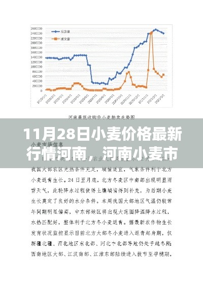 河南小麦市场最新行情报告，聚焦11月28日小麦价格动态分析
