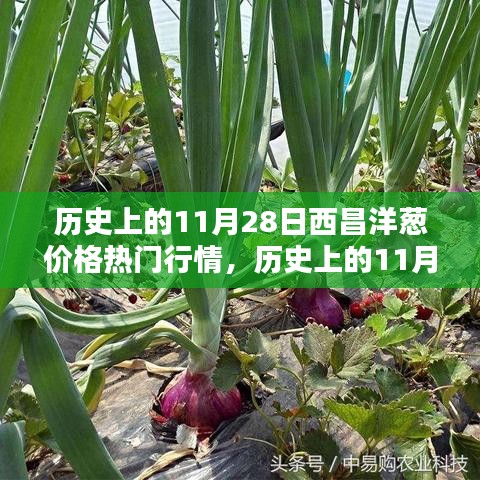 11月28日西昌洋葱价格行情回顾与深度解析