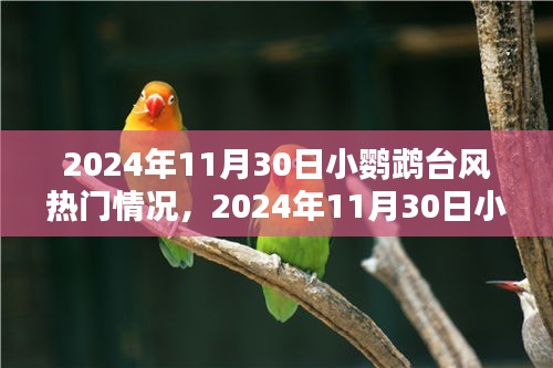 深度解析，小鹦鹉台风热门情况与影响