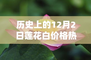 揭秘历史上的12月2日莲花白价格行情内幕
