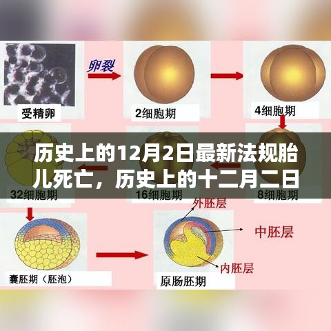 历史上的十二月二日，胎儿死亡法规里程碑事件回顾