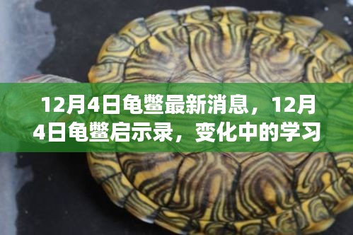 12月4日龟鳖动态，变化中的学习与自信成就之源