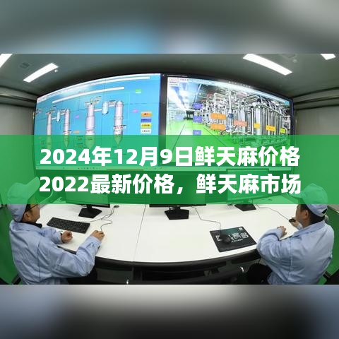 聚焦鲜天麻市场，深度观察鲜天麻价格动态及市场影响