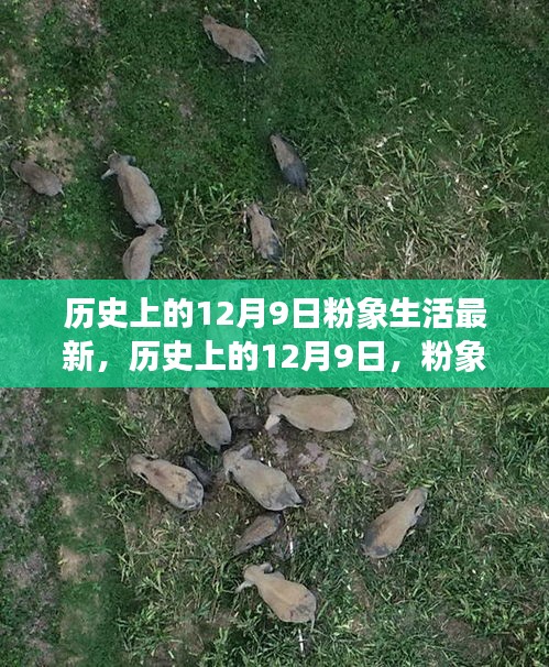 历史上的12月9日，粉象生活的最新演变与观点探讨