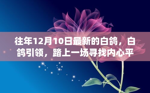 白鸽引领的十二月奇迹之旅，寻找内心平静的旅程