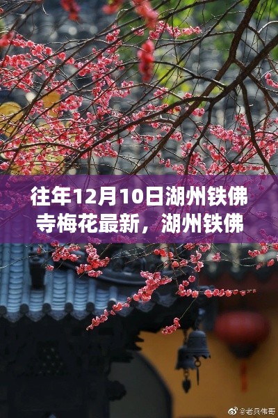 湖州铁佛寺梅花盛开，温馨记忆下的美好时光