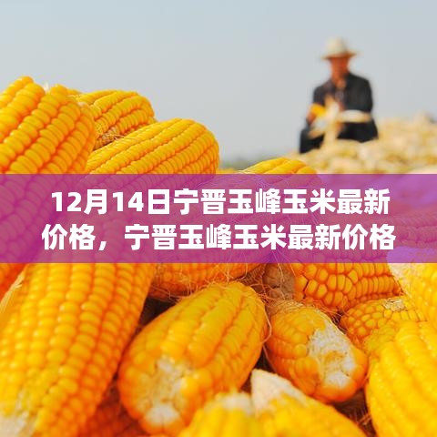 宁晋玉峰玉米最新价格及走势深度解析，观点阐述与解读