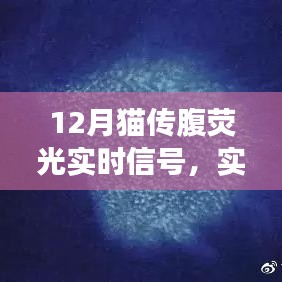揭秘猫咪健康状况，最新猫传腹荧光信号实时更新解读！