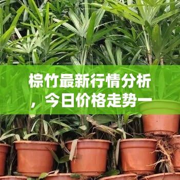 棕竹最新行情分析，今日价格走势一网打尽