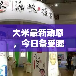 大米最新动态，今日备受瞩目的消息汇总！