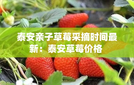 泰安亲子草莓采摘时间最新：泰安草莓价格 
