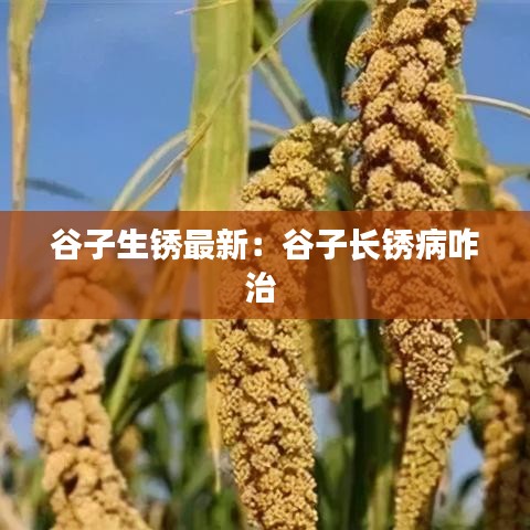 谷子生锈最新：谷子长锈病咋治 
