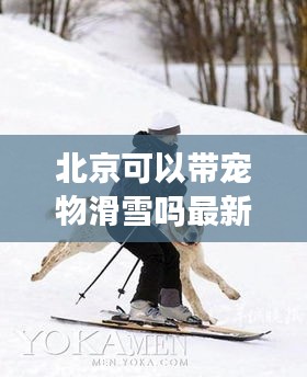 北京可以带宠物滑雪吗最新消息：北京可以带宠物狗的景区 