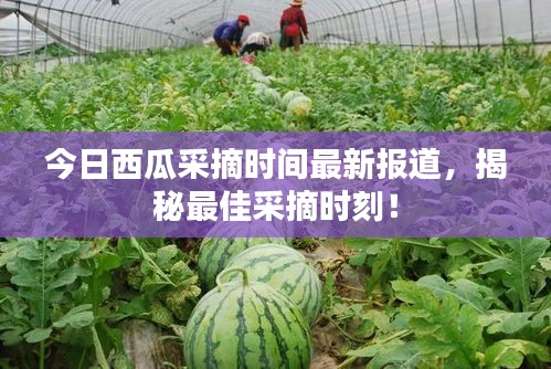 今日西瓜采摘时间最新报道，揭秘最佳采摘时刻！