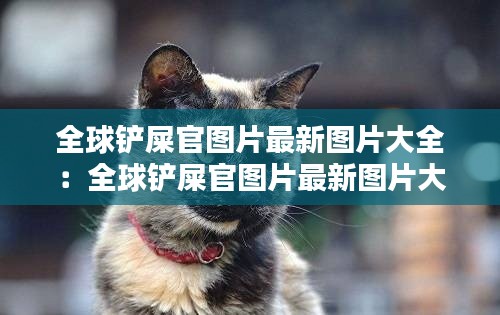全球铲屎官图片最新图片大全：全球铲屎官图片最新图片大全集 