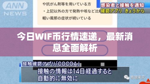 今日WIF币行情速递，最新消息全面解析
