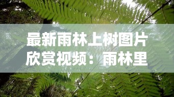 最新雨林上树图片欣赏视频：雨林里的树叫什么树 