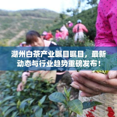 湖州白茶产业瞩目瞩目，最新动态与行业趋势重磅发布！