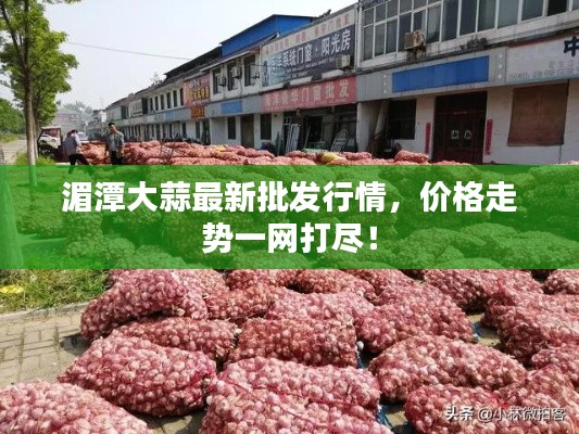 湄潭大蒜最新批发行情，价格走势一网打尽！