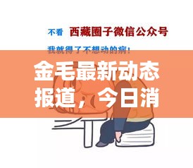金毛最新动态报道，今日消息一网打尽！