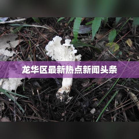龙华区最新热点新闻头条
