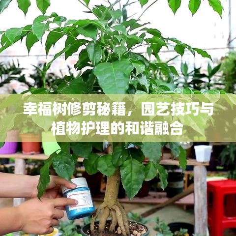幸福树修剪秘籍，园艺技巧与植物护理的和谐融合