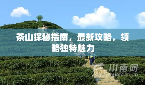 茶山探秘指南，最新攻略，领略独特魅力
