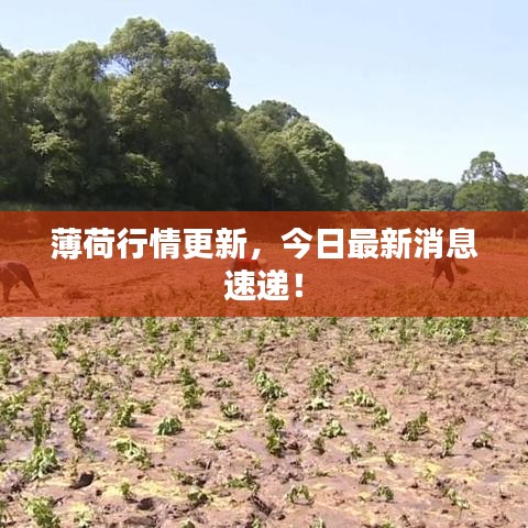 薄荷行情更新，今日最新消息速递！