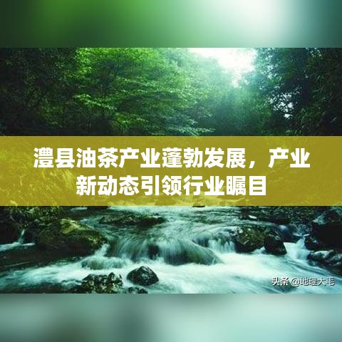 澧县油茶产业蓬勃发展，产业新动态引领行业瞩目