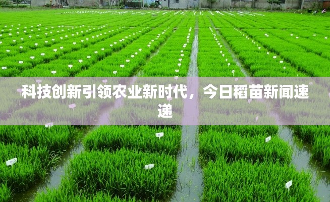 科技创新引领农业新时代，今日稻苗新闻速递