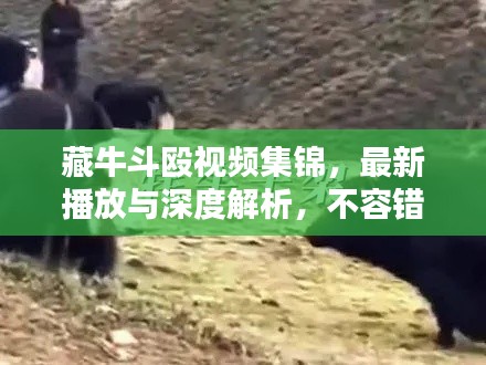 藏牛斗殴视频集锦，最新播放与深度解析，不容错过！
