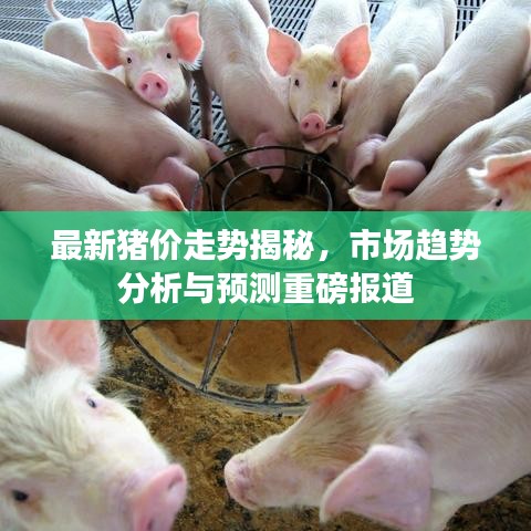 最新猪价走势揭秘，市场趋势分析与预测重磅报道