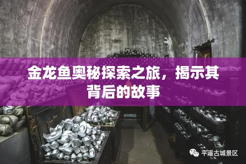 金龙鱼奥秘探索之旅，揭示其背后的故事