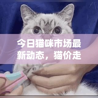 今日猫咪市场最新动态，猫价走势揭秘与价值探寻
