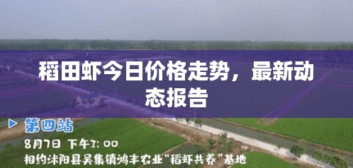 稻田虾今日价格走势，最新动态报告