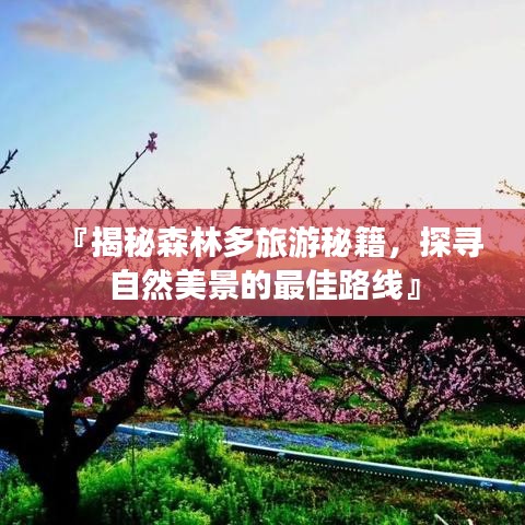 『揭秘森林多旅游秘籍，探寻自然美景的最佳路线』