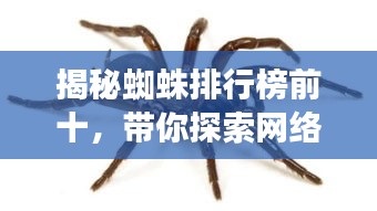 揭秘蜘蛛排行榜前十，带你探索网络爬虫世界的神秘面纱