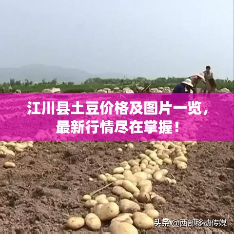 江川县土豆价格及图片一览，最新行情尽在掌握！