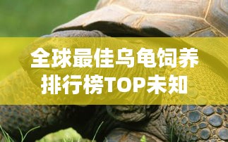 全球最佳乌龟饲养排行榜TOP未知