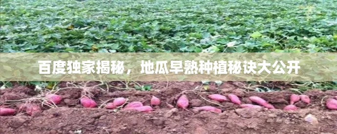 百度独家揭秘，地瓜早熟种植秘诀大公开