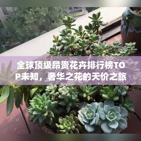 全球顶级昂贵花卉排行榜TOP未知，奢华之花的天价之旅