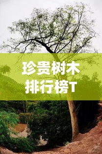 珍贵树木排行榜TOP10，你不知道的珍稀树种